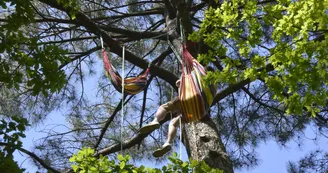 Grimpe d'arbre 3