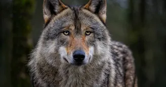 Loup Loup