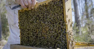 cadre d'abeilles Ruchers du Born (Copier)