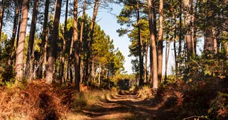 La forêt landaise